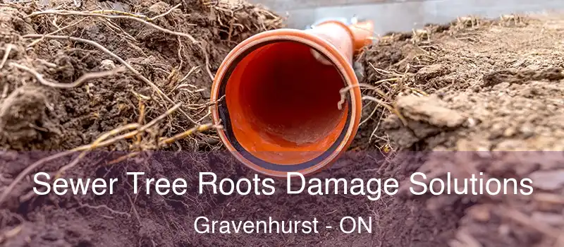 Sewer Tree Roots Damage Solutions Gravenhurst - ON